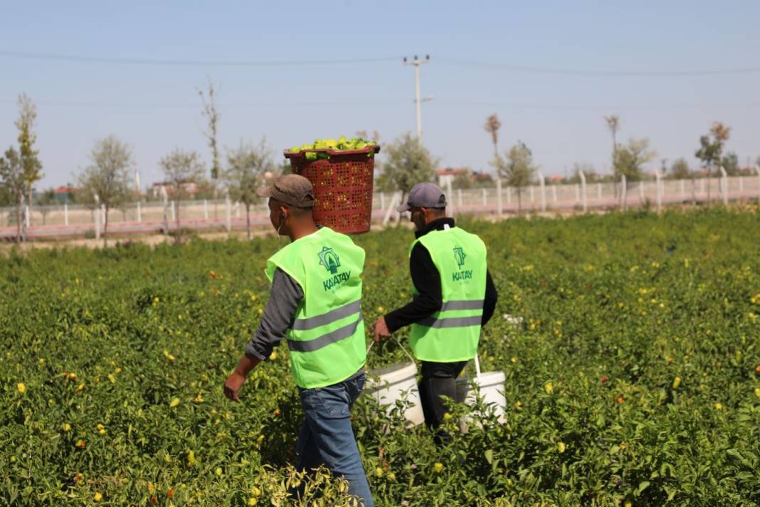 Binlerce Yıllık Ata Tohumları Karatay’da Hayat Buluyor 6